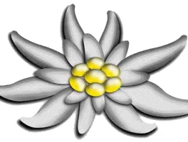 Edelweiss: Its True Meaning, Hidden History, and Unexpected Global Impact