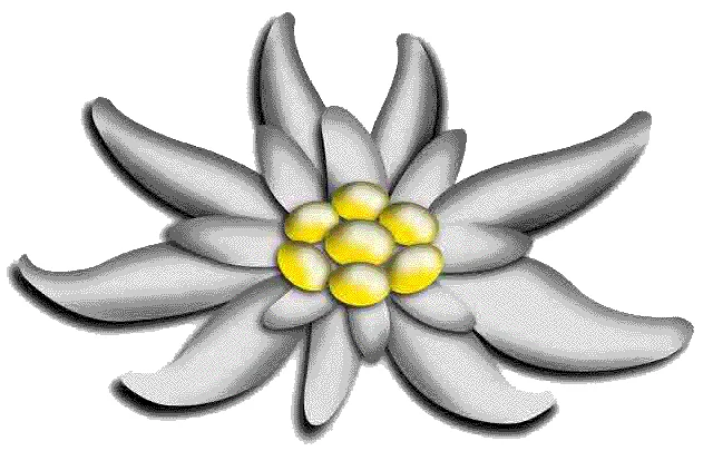 Edelweiss: Its True Meaning, Hidden History, and Unexpected Global Impact